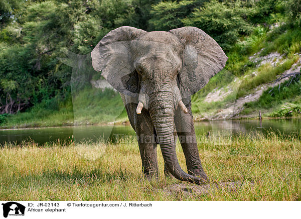 Afrikanischer Elefant / African elephant / JR-03143