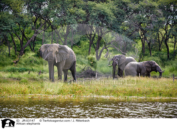 Afrikanische Elefanten / African elephants / JR-03147