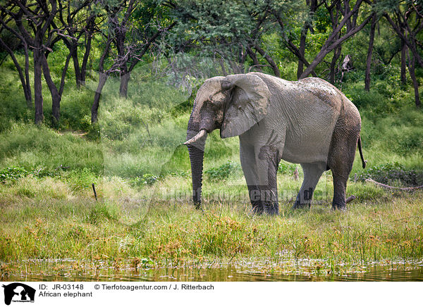 Afrikanischer Elefant / African elephant / JR-03148