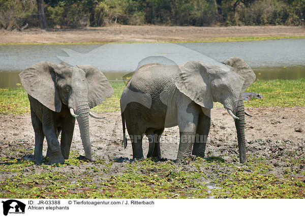 Afrikanische Elefanten / African elephants / JR-03388