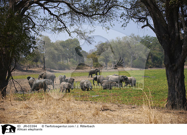 African elephants / JR-03394