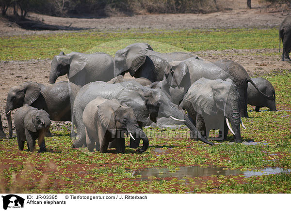 African elephants / JR-03395