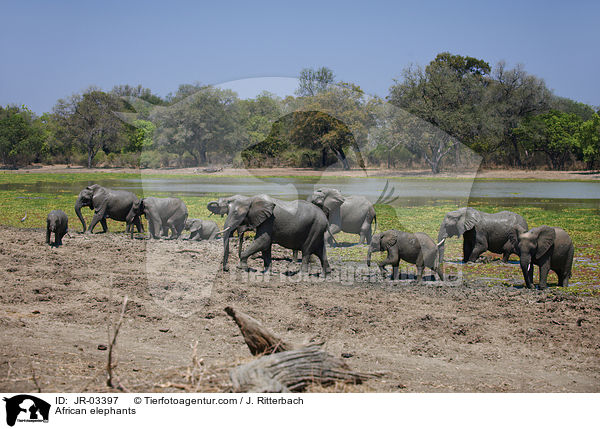 African elephants / JR-03397