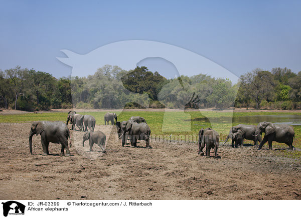 African elephants / JR-03399