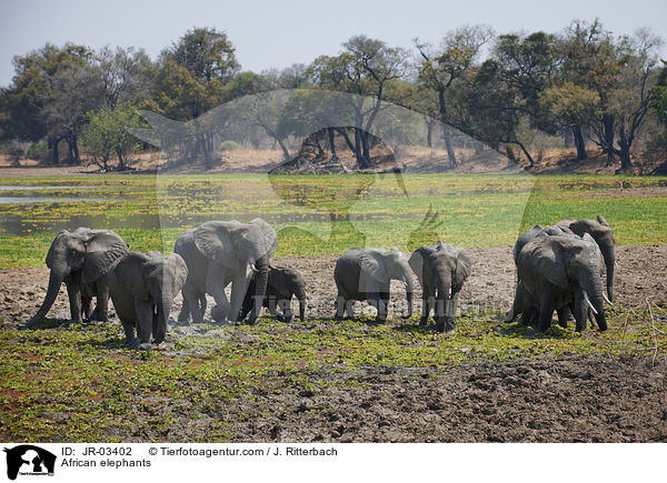 Afrikanische Elefanten / African elephants / JR-03402