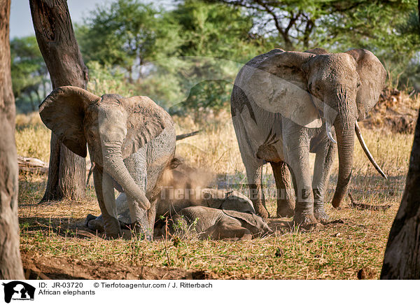 Afrikanische Elefanten / African elephants / JR-03720