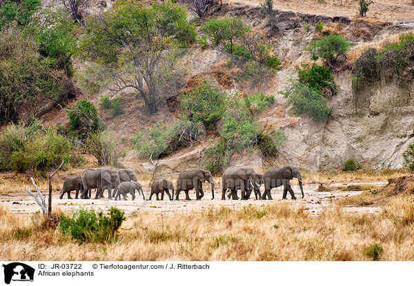 Afrikanische Elefanten / African elephants / JR-03722