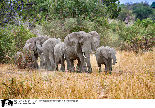 Afrikanische Elefanten / African elephants / JR-03724