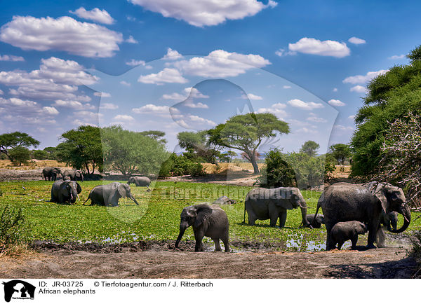 Afrikanische Elefanten / African elephants / JR-03725