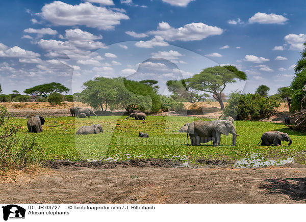 Afrikanische Elefanten / African elephants / JR-03727