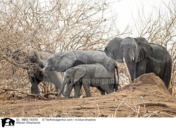 Afrikanische Elefanten / African Elephants / MBS-19359