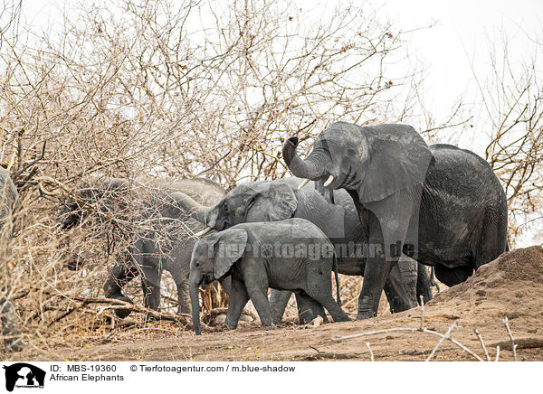 African Elephants / MBS-19360