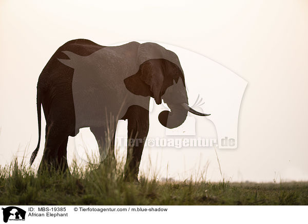 Afrikanischer Elefant / African Elephant / MBS-19385