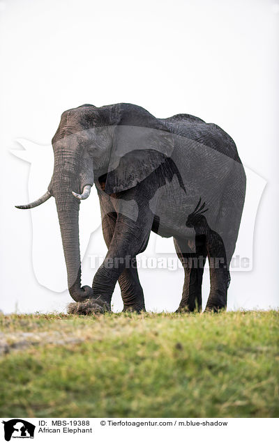 African Elephant / MBS-19388