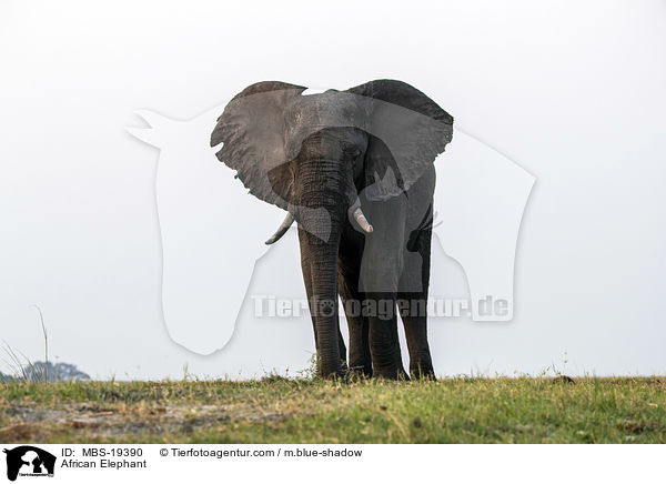 Afrikanischer Elefant / African Elephant / MBS-19390