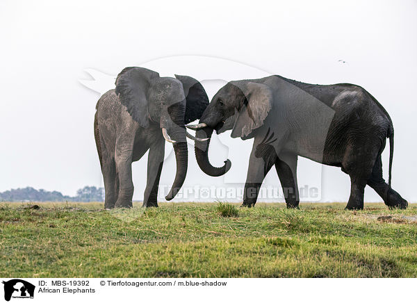 Afrikanische Elefanten / African Elephants / MBS-19392