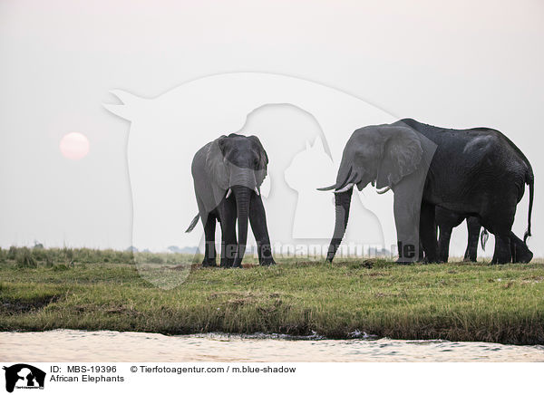 Afrikanische Elefanten / African Elephants / MBS-19396