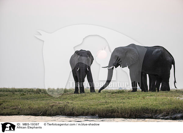 Afrikanische Elefanten / African Elephants / MBS-19397