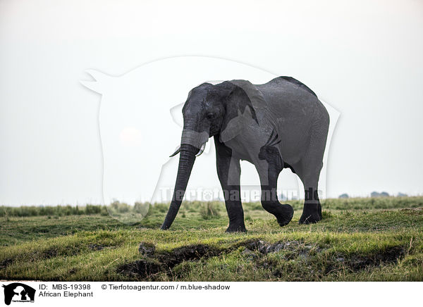 Afrikanischer Elefant / African Elephant / MBS-19398