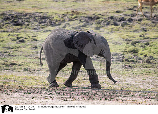 Afrikanischer Elefant / African Elephant / MBS-19405
