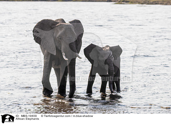 Afrikanische Elefanten / African Elephants / MBS-19409