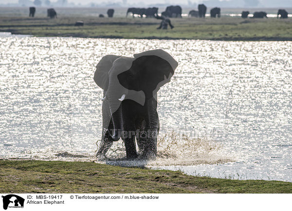 Afrikanischer Elefant / African Elephant / MBS-19417