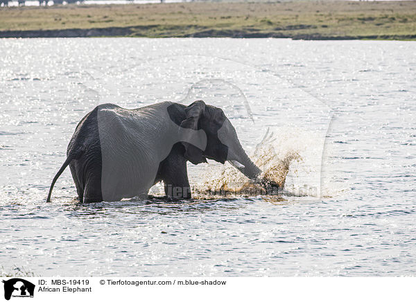 Afrikanischer Elefant / African Elephant / MBS-19419