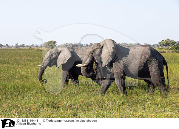 Afrikanische Elefanten / African Elephants / MBS-19448