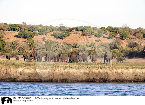 Afrikanische Elefanten / African elephants / MBS-19460