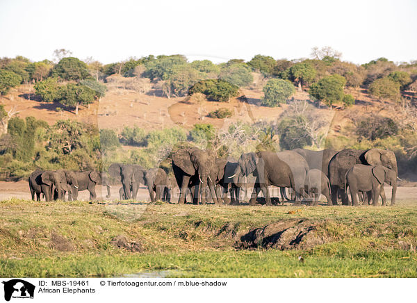 Afrikanische Elefanten / African Elephants / MBS-19461