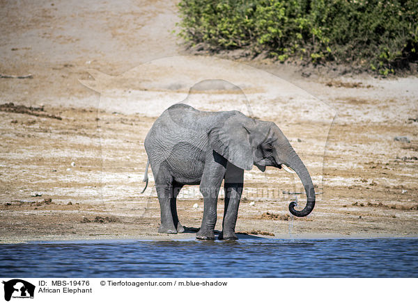 Afrikanischer Elefant / African Elephant / MBS-19476