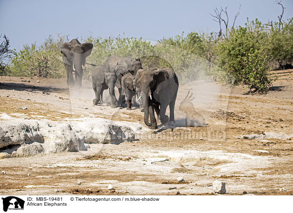 African Elephants / MBS-19481