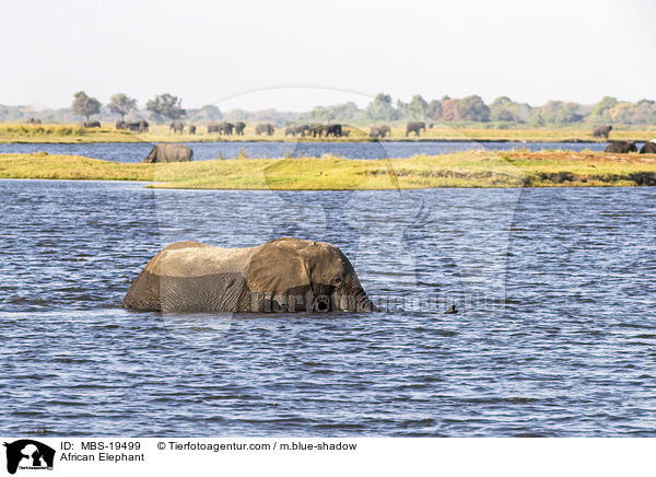 Afrikanischer Elefant / African Elephant / MBS-19499