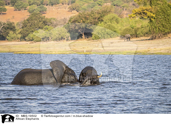 Afrikanische Elefanten / African Elephants / MBS-19502