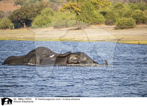 Afrikanische Elefanten / African Elephants / MBS-19504