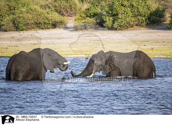 Afrikanische Elefanten / African Elephants / MBS-19507