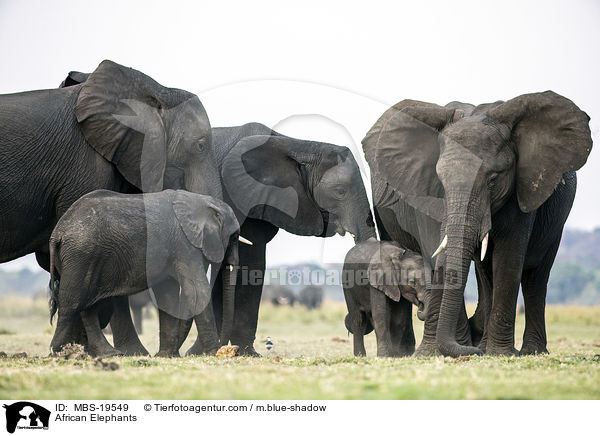 Afrikanische Elefanten / African Elephants / MBS-19549