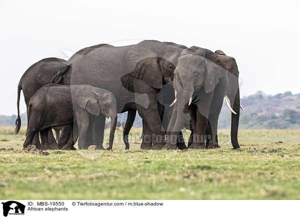 Afrikanische Elefanten / African elephants / MBS-19550