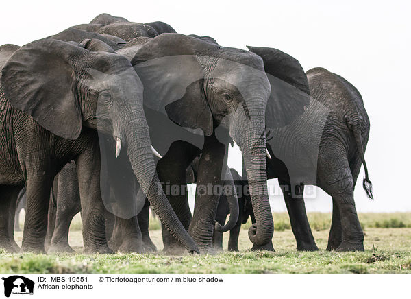 Afrikanische Elefanten / African elephants / MBS-19551