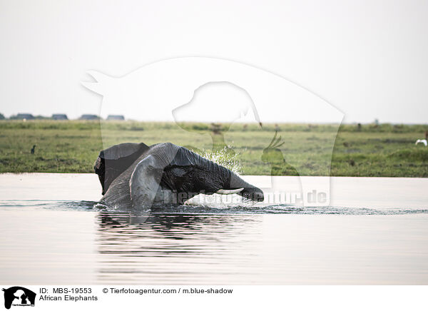 Afrikanische Elefanten / African Elephants / MBS-19553