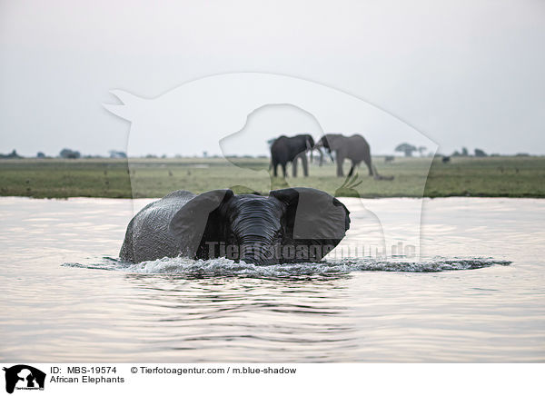 Afrikanische Elefanten / African Elephants / MBS-19574