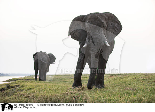 Afrikanische Elefanten / African Elephants / MBS-19608