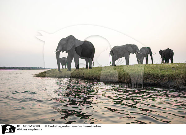 Afrikanische Elefanten / African elephants / MBS-19609