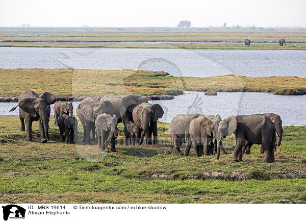 Afrikanische Elefanten / African Elephants / MBS-19614