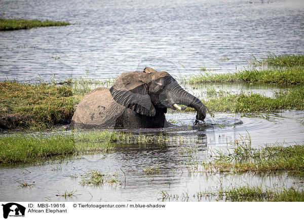 Afrikanischer Elefant / African Elephant / MBS-19616