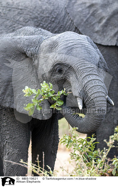 Afrikanische Elefanten / African Elephants / MBS-19621