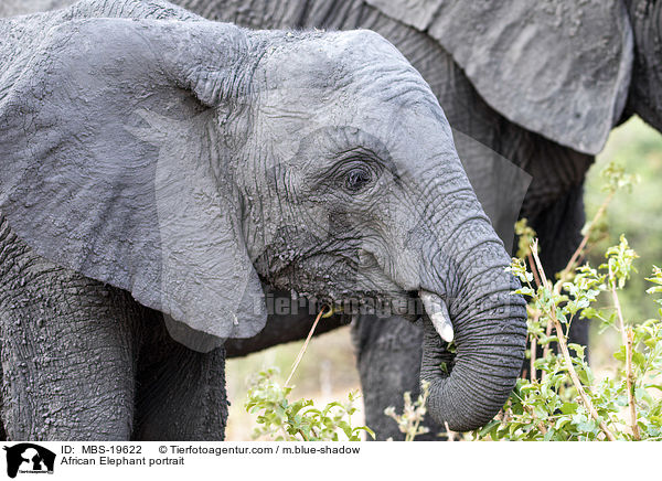 African Elephant portrait / MBS-19622