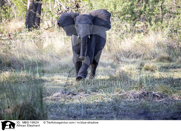 African Elephant / MBS-19624