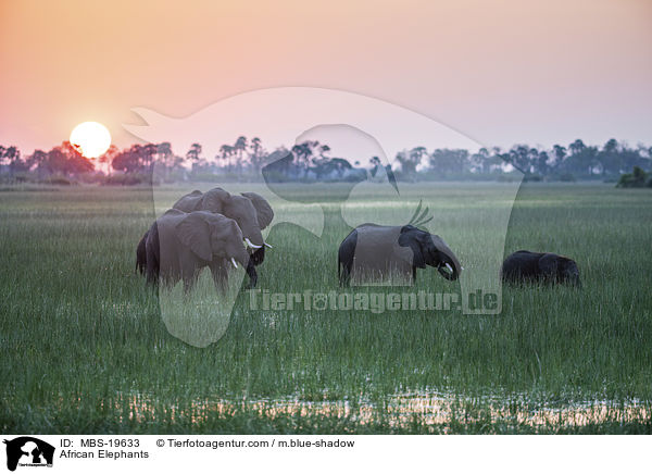 African Elephants / MBS-19633