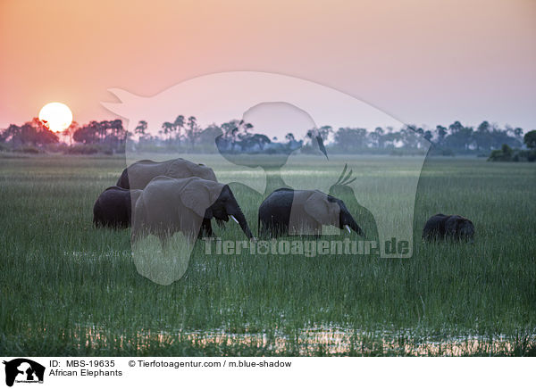 Afrikanische Elefanten / African Elephants / MBS-19635